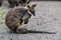 Lonely kangaroo in Featherdale Wildlife Park, Australia