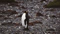 lonely king penguin Royalty Free Stock Photo