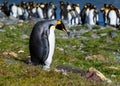 Lonely King Penguin standing by itself with the penguin colony in the background, St. Andrews Bay, South Georgia Royalty Free Stock Photo