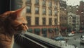 Lonely kitten sits on window sill, looking at rainy cityscape generated by AI