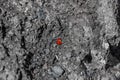 Lonely ladybird in the solified lava of a volcano in Lanzarote,  Spain Royalty Free Stock Photo