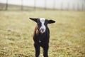 Lonely lamb curiously looking at camera on pasture