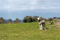 Lamb looking for his mother in the pasture. Spring and sunny day. Alburquerque, Extremadura, Spain.