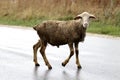 Lamb in the middle of the wet road