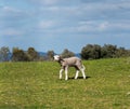 Lamb walking in the grass. Spring and sunny day. Alburquerque, Extremadura, Spain.