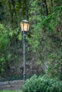 Lonely lamp post stand among the trees Royalty Free Stock Photo