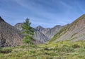 Lonely larch in a mountain tundra of Eastern Siberia