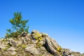 Lonely larch tree on a rock