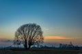 Lonely large tree without leaves after sunset Royalty Free Stock Photo
