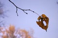 Lonely leaf on branch