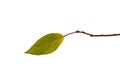 Lonely leaf on branch isolated Royalty Free Stock Photo