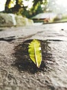 Lonely leaf down from tree Royalty Free Stock Photo