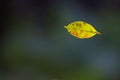 A lonely leaf lit by the morning sun Royalty Free Stock Photo