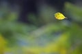 A lonely leaf lit by the morning sun Royalty Free Stock Photo