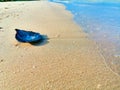 Lonely leaf-shaped seashell with fantastic purple colors on wet sand with calm blue sea and sanbeach background Royalty Free Stock Photo