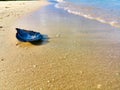 Lonely leaf-shaped seashell with fantastic purple colors on wet sand with coming wave and sanbeach background Royalty Free Stock Photo