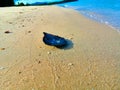 Lonely leaf-shaped seashell with fantastic purple and pink colors on sand beach with blue sea and trees background Royalty Free Stock Photo