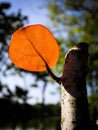 lonely leaf on a tree trunk Royalty Free Stock Photo