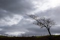 Lonely leafless dry tree against stormy cloudy Royalty Free Stock Photo