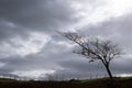 Lonely leafless dry tree against stormy cloudy