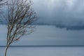 Lonely leafless dry tree at beach. Winter stormy cloud in the ocean. Cloudy rainy winter day