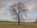 Lonely, leafless oak in the field. Royalty Free Stock Photo