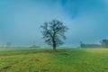 A lonely, leafless oak. Royalty Free Stock Photo