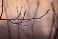 Lonely leafless tree branches with drops of water after a Novem Royalty Free Stock Photo