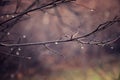 Lonely leafless tree branches with drops of water after a Novem Royalty Free Stock Photo