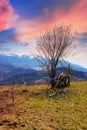 lonely leafless tree on the hill