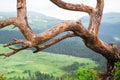 Lonely leafless tree on the mountain, close up, nature background