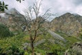 Lonely leafless tree in the mountains. Dead tree in the background of rocks and fog