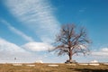 Lonely leafless tree in the park Royalty Free Stock Photo
