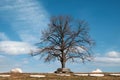 Lonely leafless tree in the park Royalty Free Stock Photo
