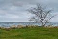 Lonely Leafless Tree at Seashore