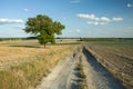 Lonely leafy big tree on a sandy road