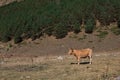 A lonely light red cow stands in a meadow Royalty Free Stock Photo