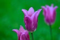 Lonely lilac tulip in the garden