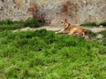 Lonely lioness lying on the grass