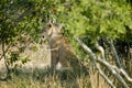 One lonely lioness in the middle of the bush