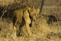 Lioness in Mikumi National Park