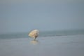 Lonely Little Egret on the sea shore Royalty Free Stock Photo