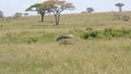 Lonely Little Elephant Has Strayed From Flock Or Lost In Wild African Savannah