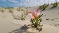 Lonely little flower to grow out on droughty desert Royalty Free Stock Photo