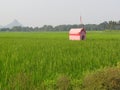 Lonely little pink house temple in green fields Royalty Free Stock Photo