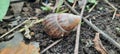 Lonely little snail in the garden,where your  a friend? Royalty Free Stock Photo