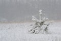 Christmas tree in snow. Lonely little snow-covered fluffy coniferous tree in a snow-white field after a snowstorm