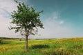 A little tree in the middle of a bright green field. Royalty Free Stock Photo