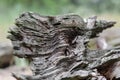 Wavy structure of an old tree. Close-up. Selective focus Royalty Free Stock Photo