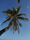 Lonely long palm in the Philippines